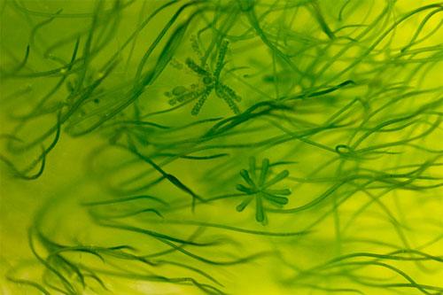 Top 4 loại tảo gây ô nhiễm hồ bơi